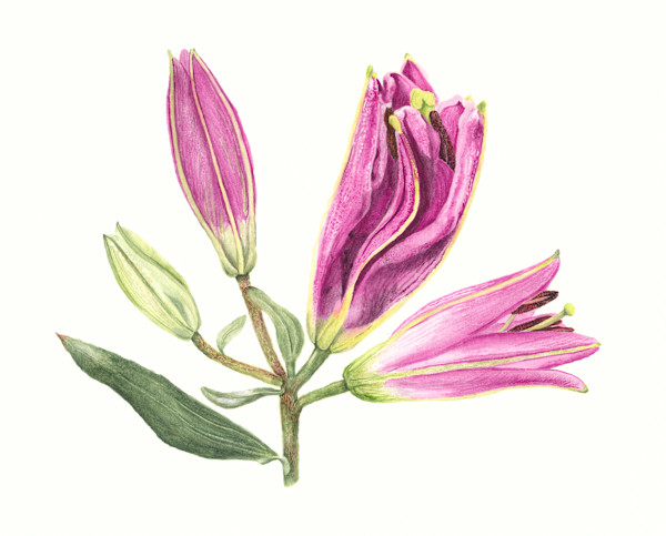 Lily Buds by Sally Jacobs