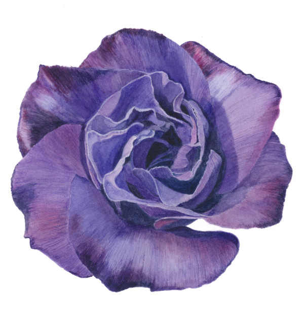 Lisianthus by Sally Jacobs