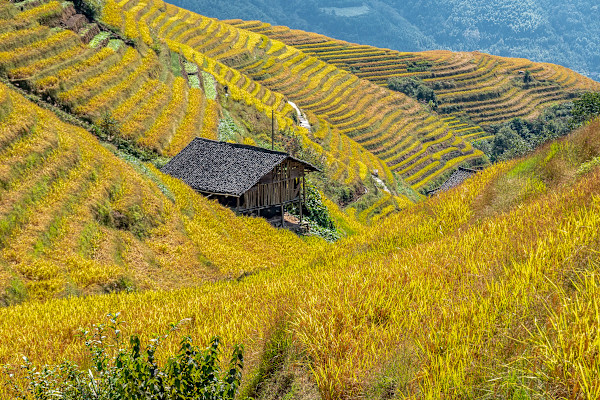 Longji, China (2 of 9) by Mark Indig