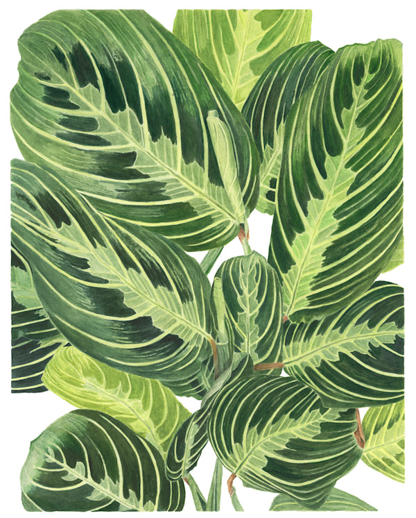 Peperomia by Sally Jacobs