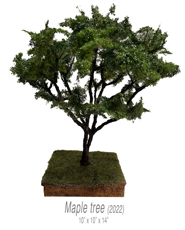 Maple tree by Gary Polonsky, Image 1.