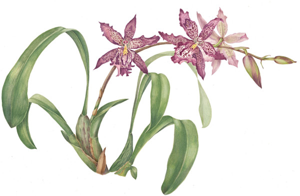 Orchids by Sally Jacobs