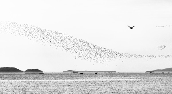 A Thousand of Winds by Sue Park