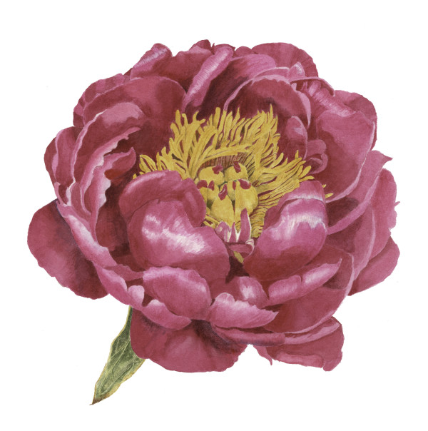 Peony by Sally Jacobs