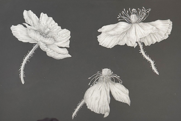 Poppies by Sally Jacobs