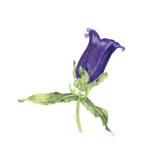 Canterbury Flower by Sally Jacobs
