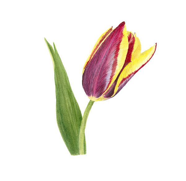 Purple Tulip by Sally Jacobs