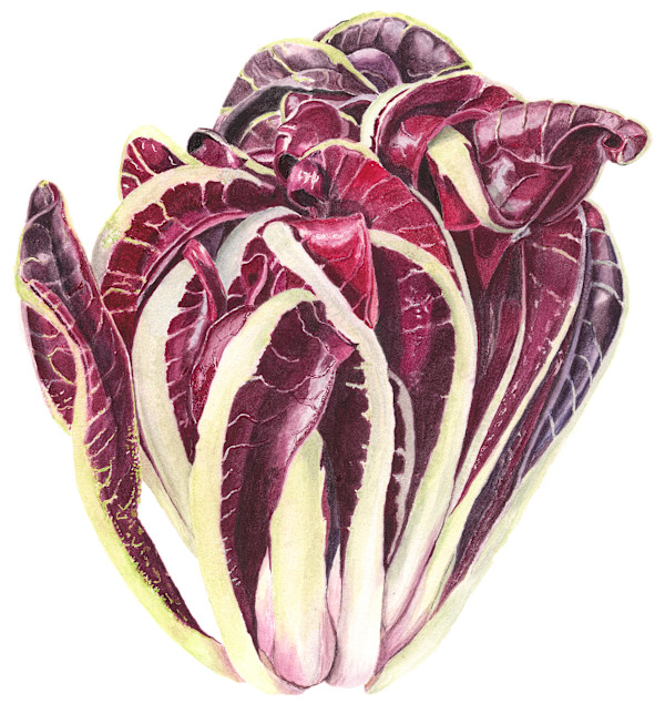Radicchio by Sally Jacobs