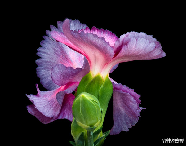 Flamenco Drama by Velda Ruddock