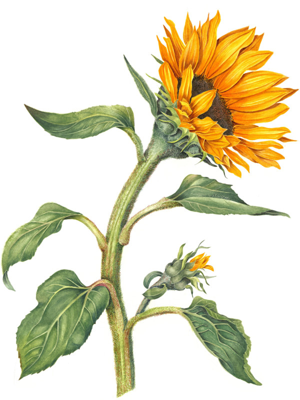 Sunflower by Sally Jacobs