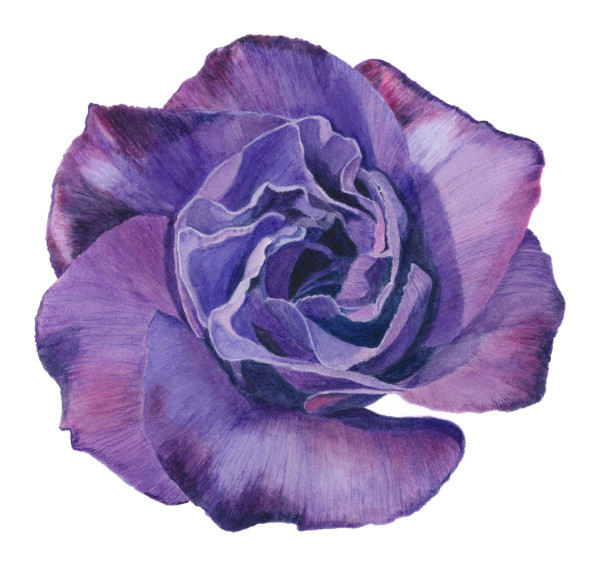 Lisianthus by Sally Jacobs