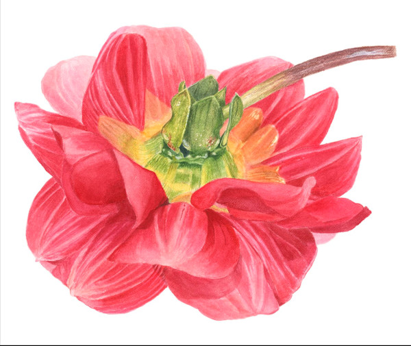 Dahlia by Sally Jacobs