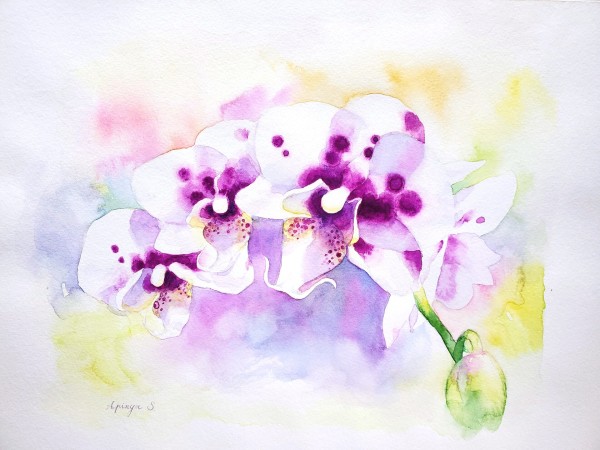 Orchid Whispers - Honorable Mention by Apinya Srikhwanthong