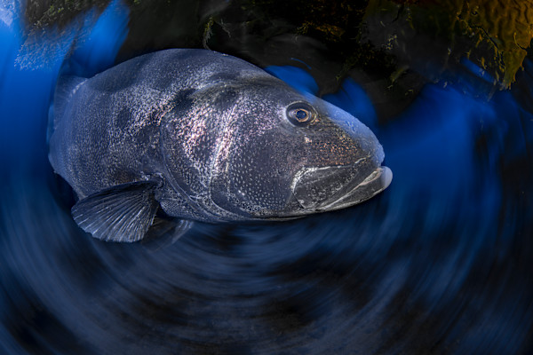 King of the Kelp by Explorers Photography