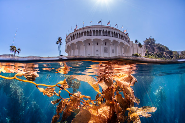 Catalina Dreaming by Explorers Photography