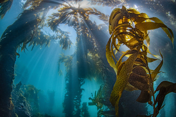 Stories of the Kelp by Explorers Photography