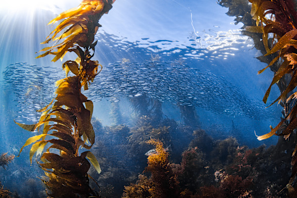 Magic at the Park by Explorers Photography