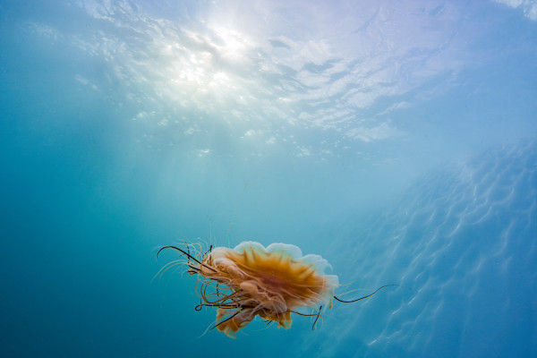 Luminescent Drift by Explorers Photography