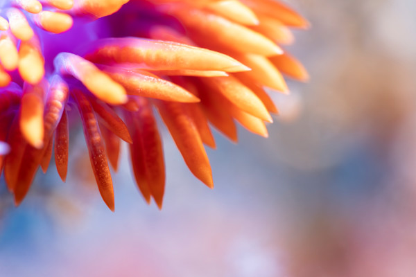 Chromatic Currents by Explorers Photography