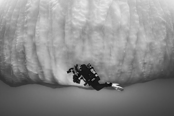 Iceborne by Explorers Photography