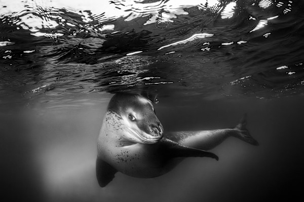 Welcome to Antarctica by Explorers Photography
