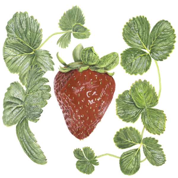 Strawberry by Sally Jacobs