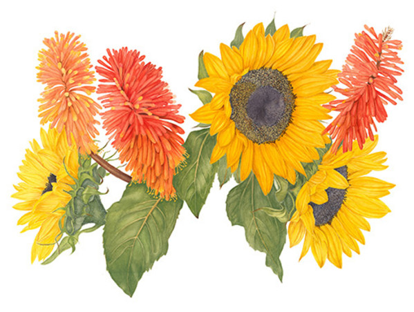 Sunflowers and Torch Lilies by Sally Jacobs
