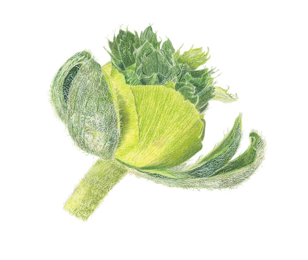 Super Green Ranunculus by Sally Jacobs