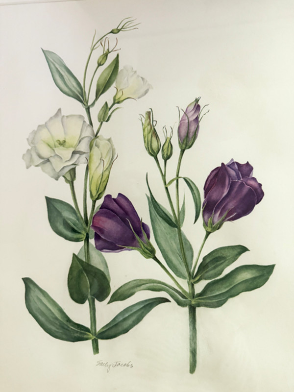 Lisianthus by Sally Jacobs