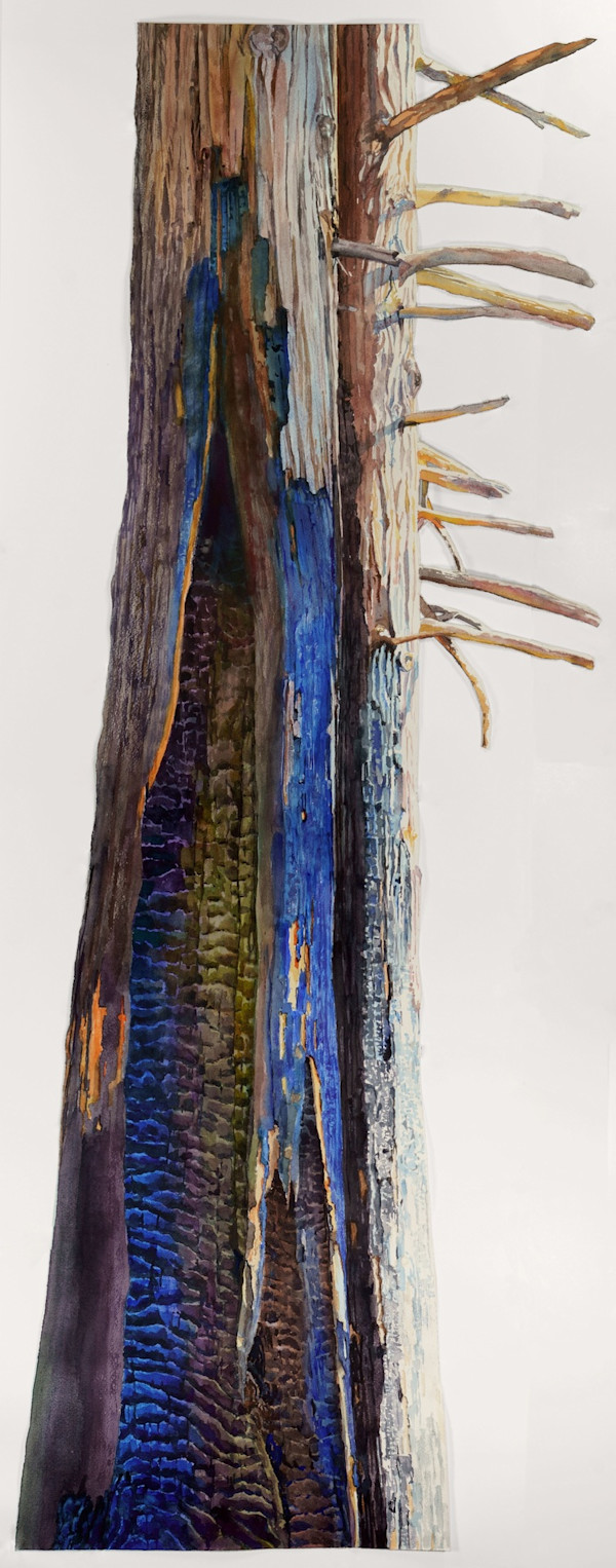 Twinned Cedar by Suze Woolf
