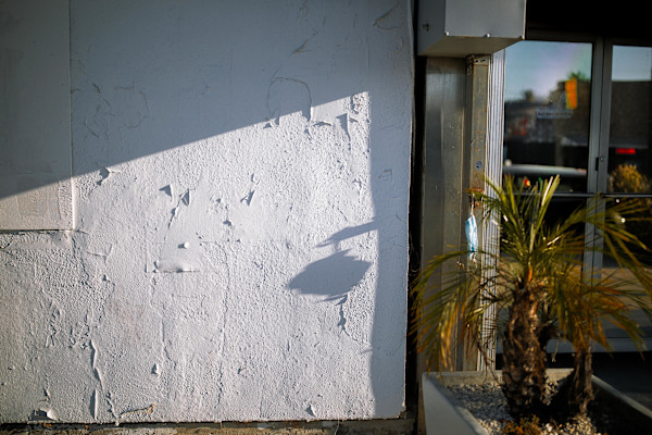 Los Angeles - 2023 (Surgical Mask & Plant) by Matthew Rabin
