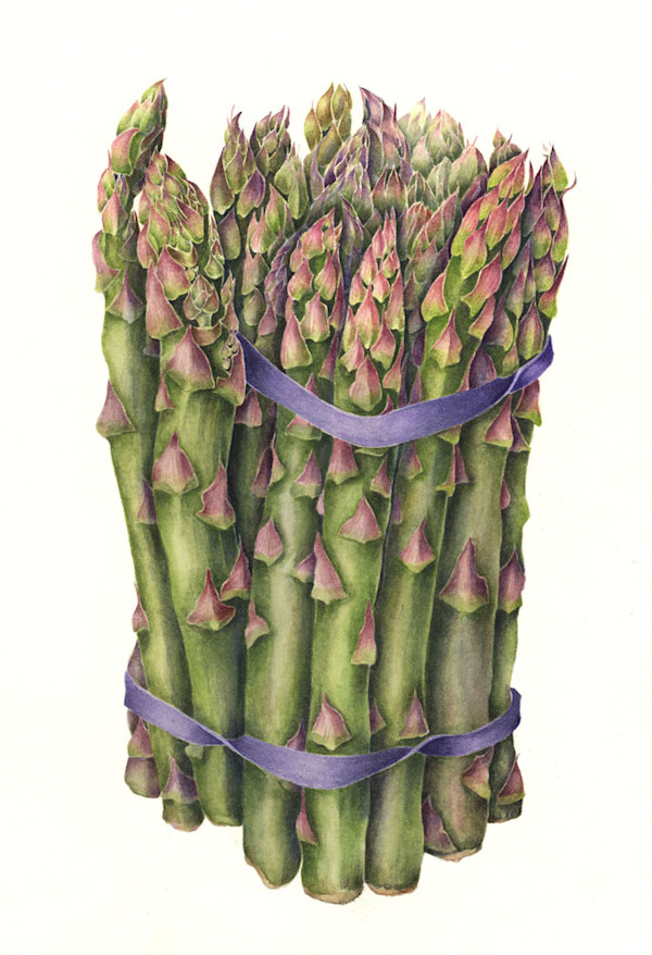 Asparagus by Sally Jacobs