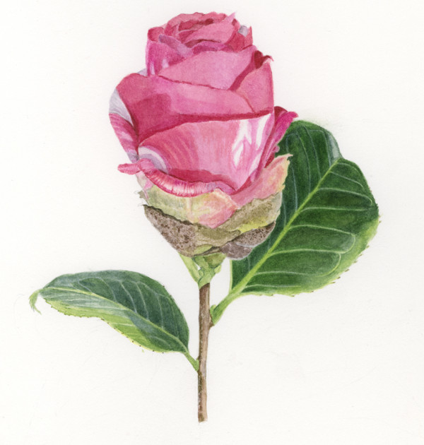 Pink Camillia Bud by Sally Jacobs