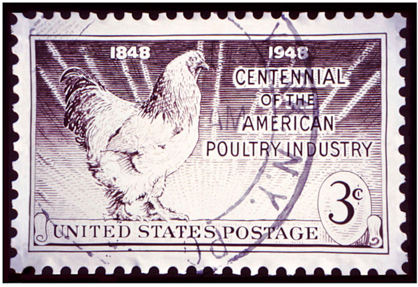 American Poultry Industry by Gary Polonsky