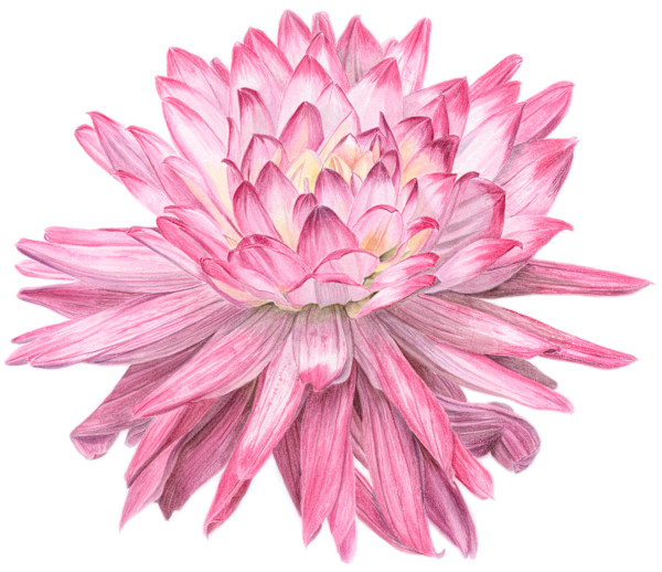 Pink Dahlia by Sally Jacobs