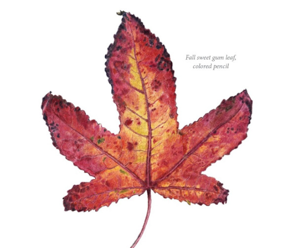 Sweetgum Leaf by Sally Jacobs