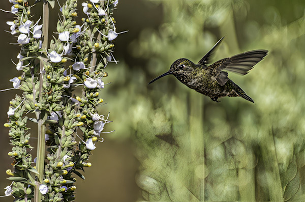 Anna's Hummingbird Looking for Lunch by Leslie Geffen, Image 1.