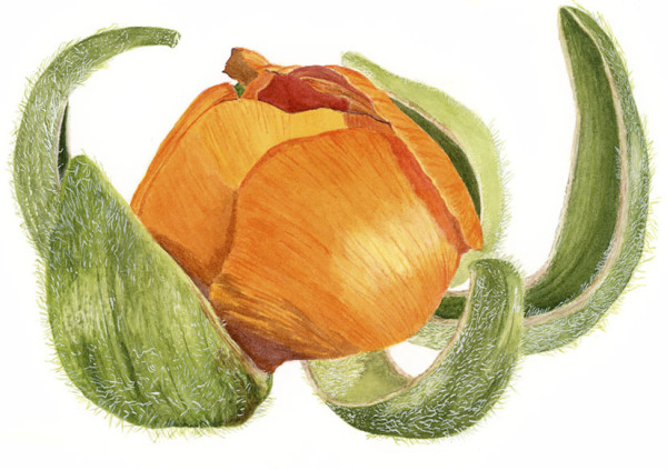 Orange Ranunculus Bud by Sally Jacobs