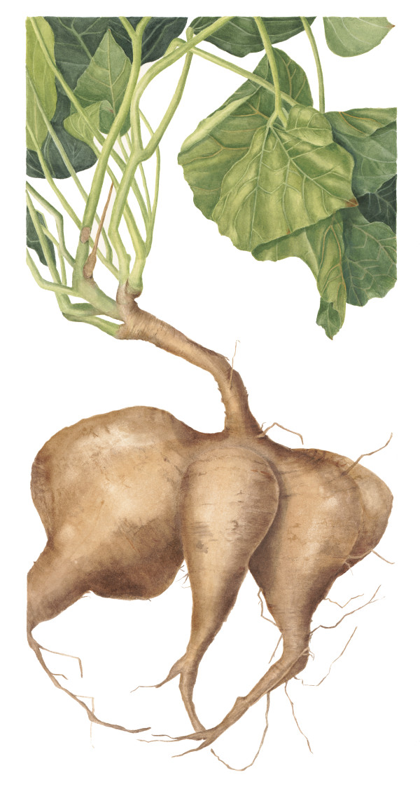 Jicama by Sally Jacobs