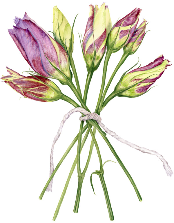 Lisianthus Buds by Sally Jacobs