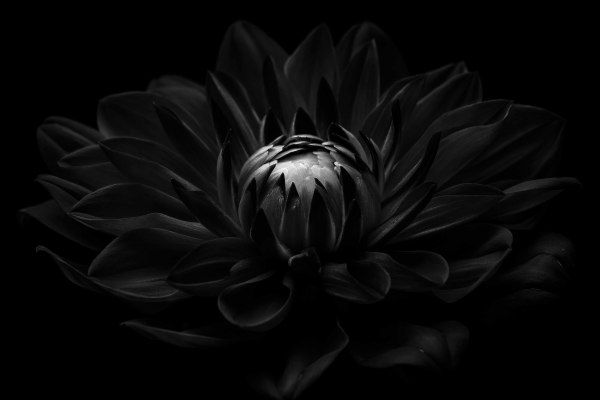 Black Dahlia                                         website by William Dubocq