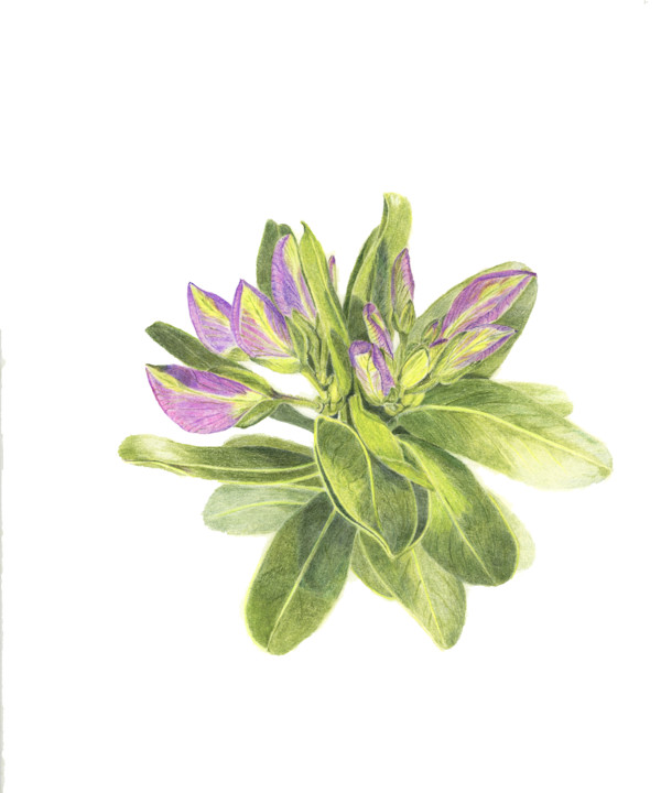 Myrtle Flower by Sally Jacobs
