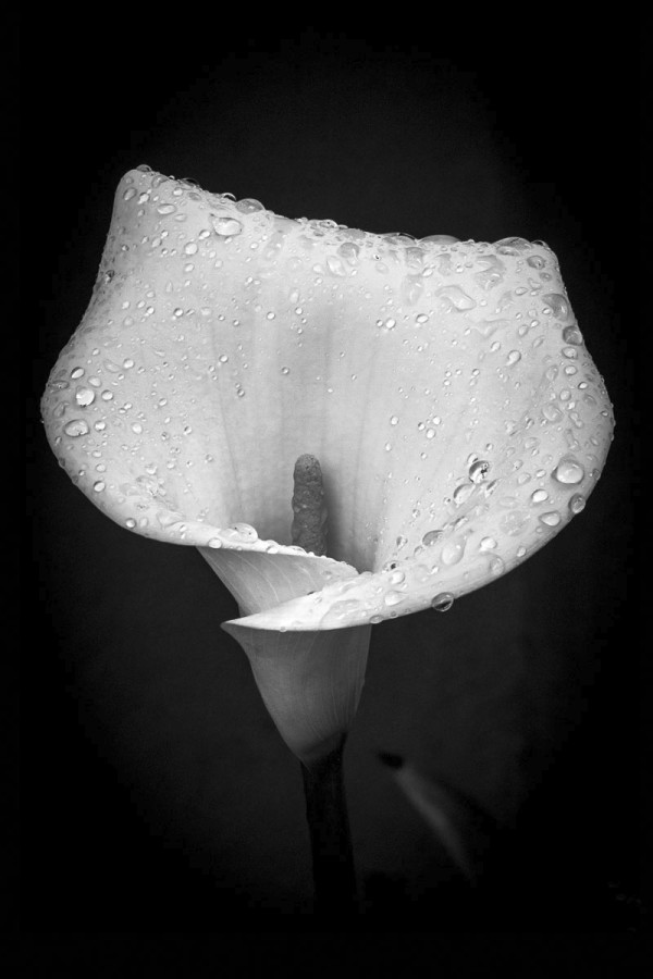 Lily with Dew by Eric Renard