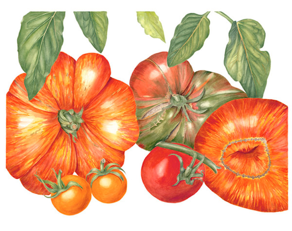 Tomato Variety by Sally Jacobs