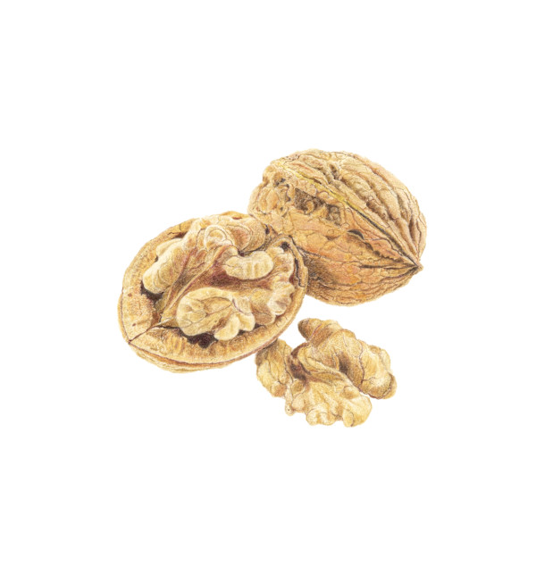 Walnuts by Sally Jacobs