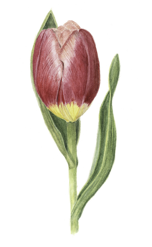 Tulip by Sally Jacobs