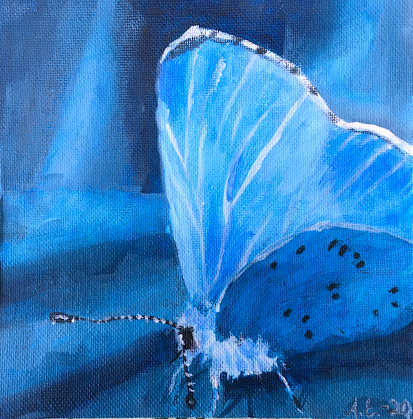 Sinisiipi by Anne Engholm