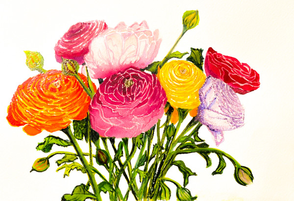 Ranunculus by Cindy Norrick Turner, Image 1.
