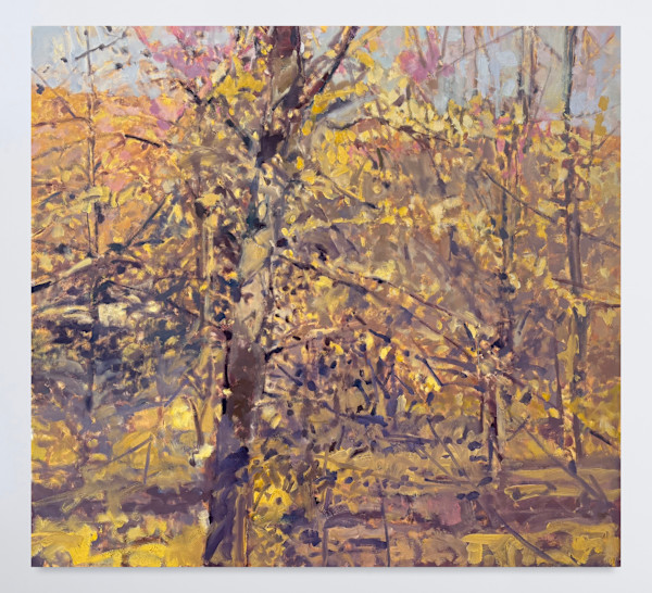 Jack Mountain Beech Tree by Annie Harris Massie