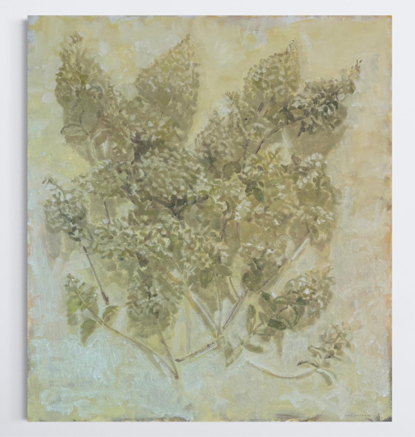 Pale Limelight Hydrangea by Annie Harris Massie